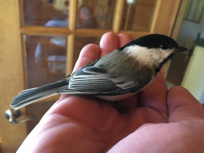 Black-Capped Chickadee 
Keywords: Black Capped Chickadee