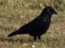 DSC_1806c.jpg