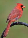 DSC_1897c.jpg