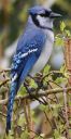 DSC_1914c.jpg