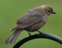 DSC_1937c.jpg