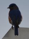 DSC_2066c.jpg