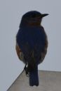 DSC_2068c.jpg