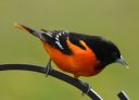 DSC_2170c.jpg
