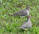 DSC_2184c.jpg