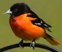 DSC_2253c.jpg