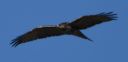 DSC_2270c.jpg