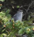 DSC_2337c.jpg