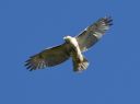 DSC_2396c.jpg