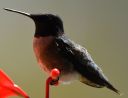 DSC_2489c2.jpg