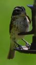 DSC_2530c.jpg