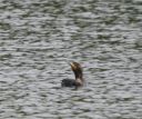 Filename=DSC_2570c2.jpg
Filesize=297KiB
Dimensions=921x777
Date added=May 22, 2019 DSC_2570c2.jpg