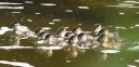 Filename=DSC_2628c.jpg
Filesize=231KiB
Dimensions=2048x1006
Date added=May 25, 2019 DSC_2628c.jpg