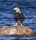 Filename=Merrimack_River_eagle_fish_DSC_0392.jpg
Filesize=132KiB
Dimensions=401x441
Date added=May 28, 2021 Merrimack_River_eagle_fish_DSC_0392.jpg