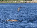Filename=Merrimack_River_eagle_fish_DSC_0394.jpg
Filesize=765KiB
Dimensions=2048x1570
Date added=May 28, 2021 Merrimack_River_eagle_fish_DSC_0394.jpg