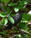 Filename=Plum_Island_Cat_Bird_DSC_0406.jpg
Filesize=278KiB
Dimensions=1665x2048
Date added=May 28, 2021 Plum_Island_Cat_Bird_DSC_0406.jpg