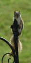 Filename=DSC_3133c.jpg
Filesize=147KiB
Dimensions=1024x2048
Date added=Jun 22, 2019 DSC_3133c.jpg